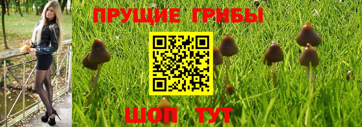 Псилоцибиновые грибы прущие грибы  Гулькевичи 