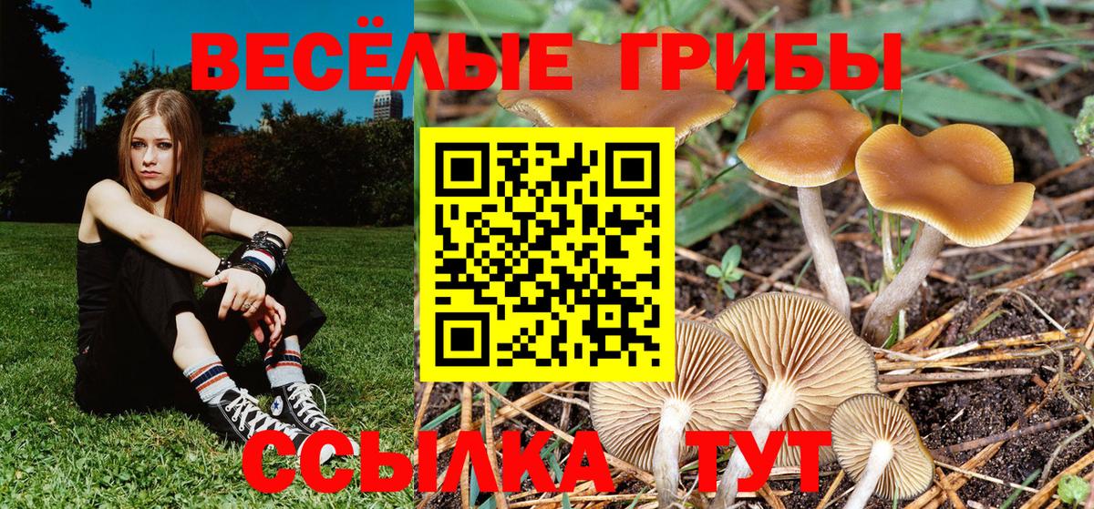 Псилоцибиновые грибы Psilocybine cubensis Гулькевичи